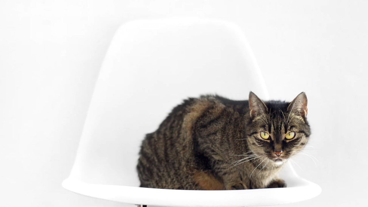 Tabby Cat on a Chair